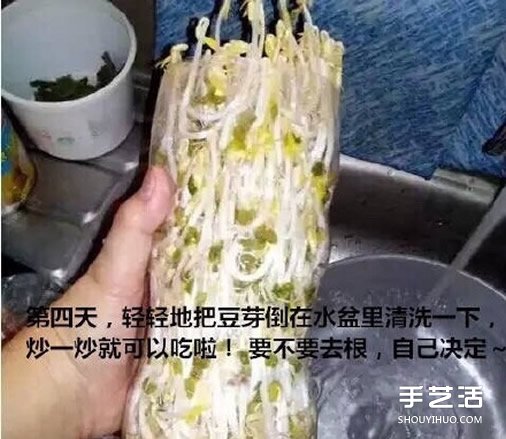 可乐瓶子种豆芽的方法 家庭种豆芽的简单教程