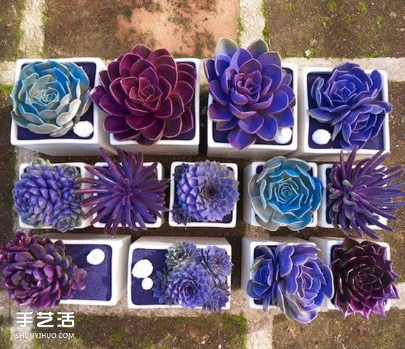 多肉植物入门须知！初学者必学的养多肉方法