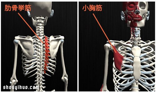 锻炼3处 专家教你成为「乳沟美人」丰胸术