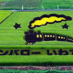奇妙有趣创意DIY 稻田里创作巨幅画卷