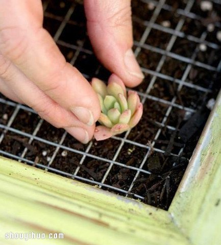 个性多肉植物装饰画DIY手工制作图解教程