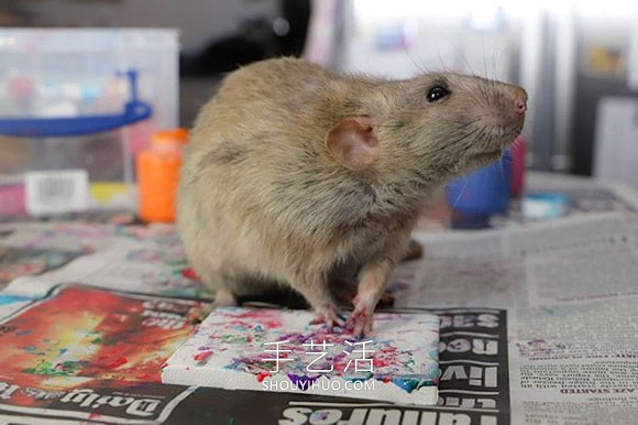 才华横溢的老鼠创作的微型画，被抢购一空！