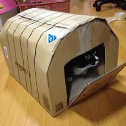 不要的纸箱废物利用 DIY制作可爱猫窝的方法