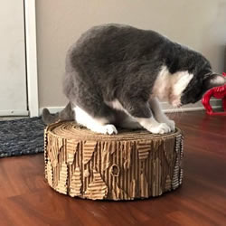 自制猫咪磨爪器 纸板箱再利用不花一分钱！