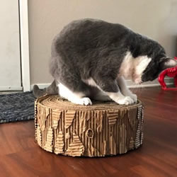 自制猫咪磨爪器 纸板箱再利用不花一分钱！