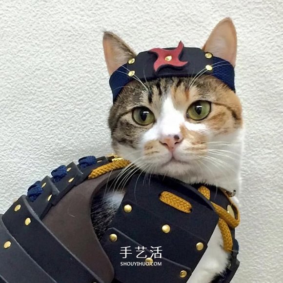 宠物用武士盔甲 让蠢萌猫狗化身帅气武士大人