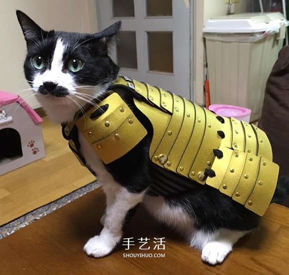 宠物用武士盔甲 让蠢萌猫狗化身帅气武士大人