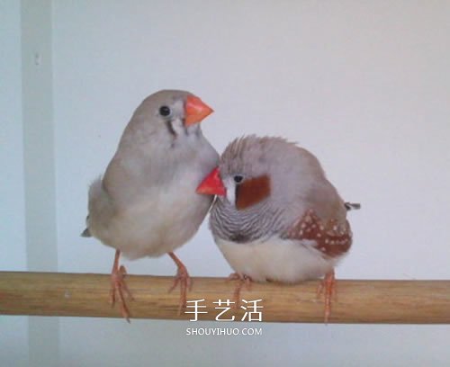 旧书柜改造鸟柜的过程 自制木头鸟柜的方法