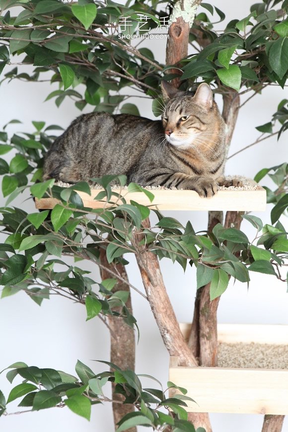 为猫提供逼真户外体验！树木做成的室内树屋