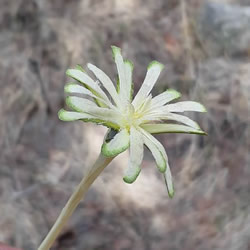 简单手工树枝雕刻做花的方法图解教程