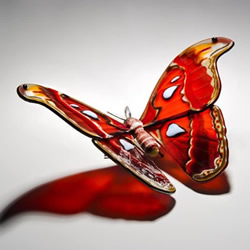 逼真蝴蝶玻璃雕塑！以濒临灭绝的蝴蝶为原型