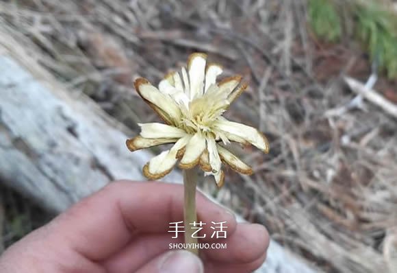 简单手工树枝雕刻做花的方法图解教程