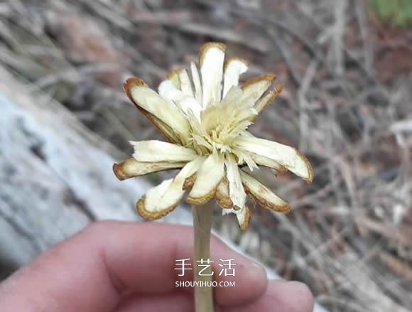 简单手工树枝雕刻做花的方法图解教程