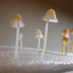 超轻粘土蘑菇手工制作教程 几可以假乱真啦！