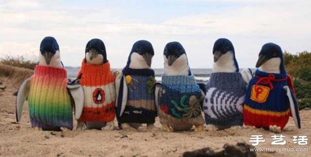 给企鹅穿上针织毛衫