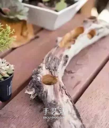 DIY枯木多肉植物盆栽 用枯木做多肉花盆方法