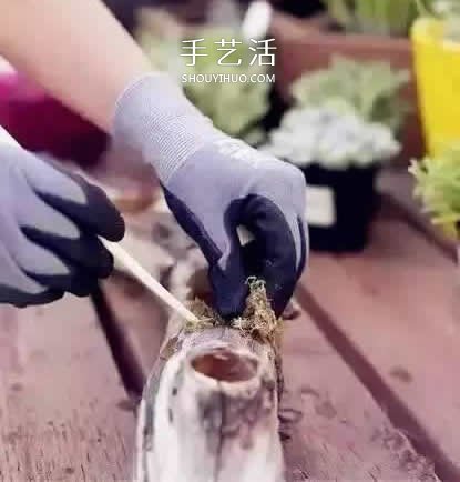 DIY枯木多肉植物盆栽 用枯木做多肉花盆方法