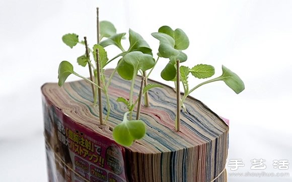 废旧书籍作花盆 废物利用种植萝卜苗