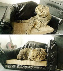 废旧纸箱手工DIY宠物沙发的教程