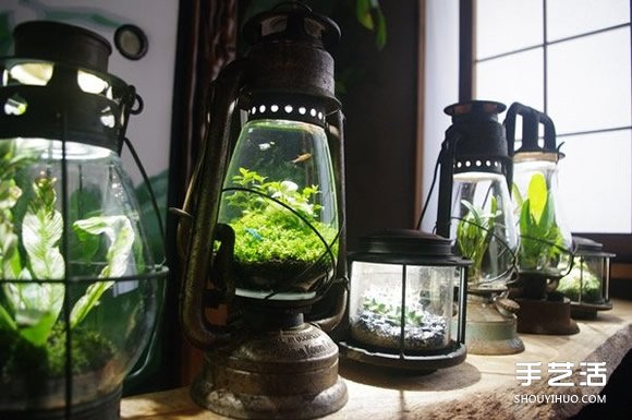 煤油灯改造成水族箱 当然也可以拿来种盆栽