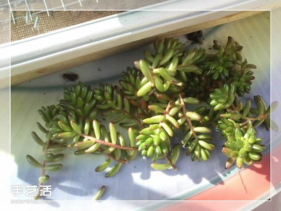 镜框改造多肉植物花盆 创意多肉花盆DIY方法