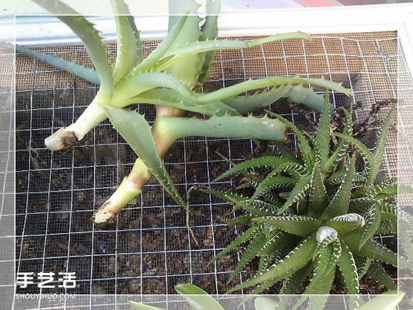 镜框改造多肉植物花盆 创意多肉花盆DIY方法