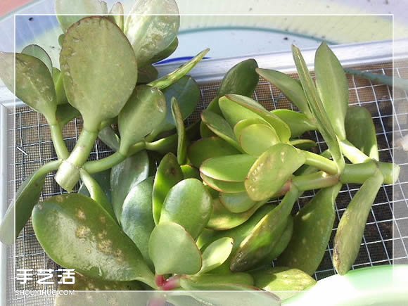 镜框改造多肉植物花盆 创意多肉花盆DIY方法