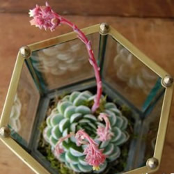 DIY玻璃植物盒