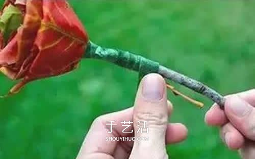 落叶制作玫瑰花图解 枫叶玫瑰花的做法步骤