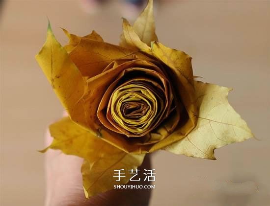 枫叶怎么做玫瑰花教程 简单枫叶玫瑰DIY方法