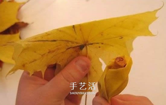 枫叶手工制作玫瑰花苞 树叶玫瑰花苞的做法