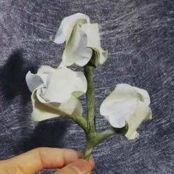 三生玫瑰花的折纸图解 一张纸折出三朵玫瑰花