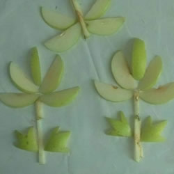 简单梨子手工 幼儿用水果拼画花朵的方法