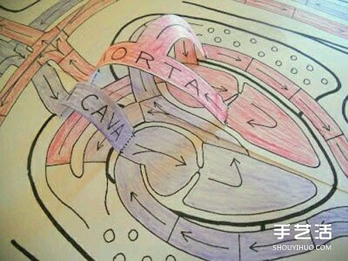 幼儿园玩教具制作：教小朋友认知身体主要器官
