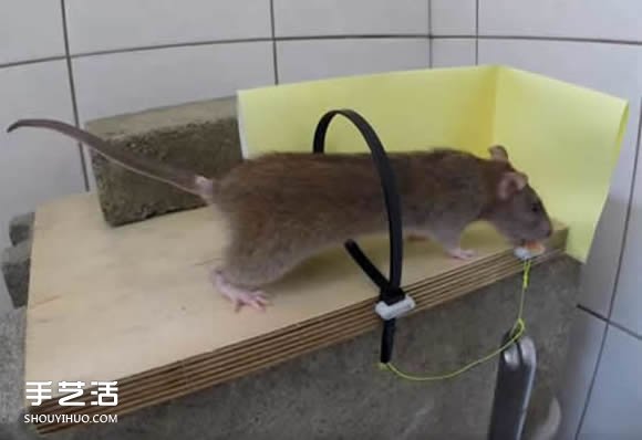 简易捕鼠器制作方法图解 自制捕捉老鼠的陷阱