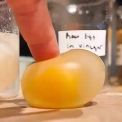 趣味小实验：用醋溶解掉鸡蛋壳的方法