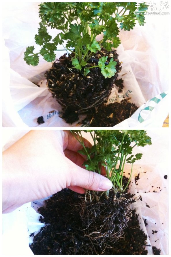 利用回收的塑料容器DIY清新小盆栽