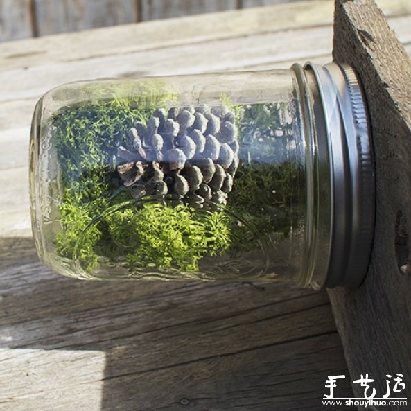 玻璃瓶DIY植物盆景的教程